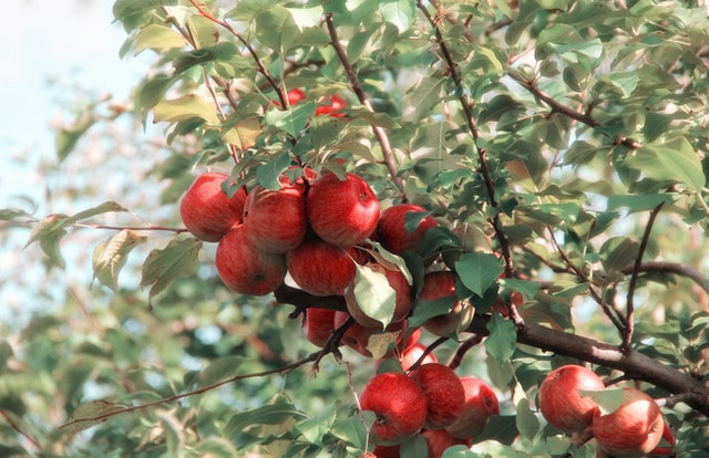 Vinbärsträd: vackert alla årstider